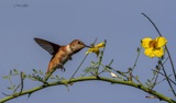 Rufous Hummingbird Rufous Hummingbird